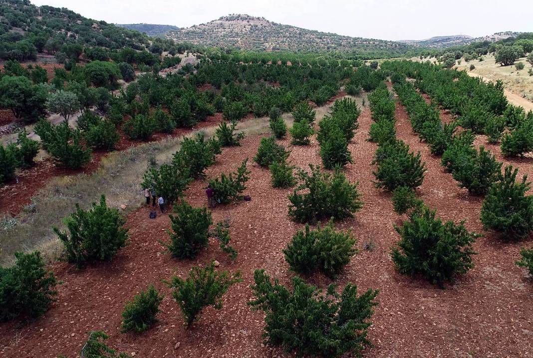Güneydoğu'dan dünyaya: Napolyon kirazının inanılmaz yolculuğu! Sadece bir meyve değil; bu kirazlar umudun simgesi 18